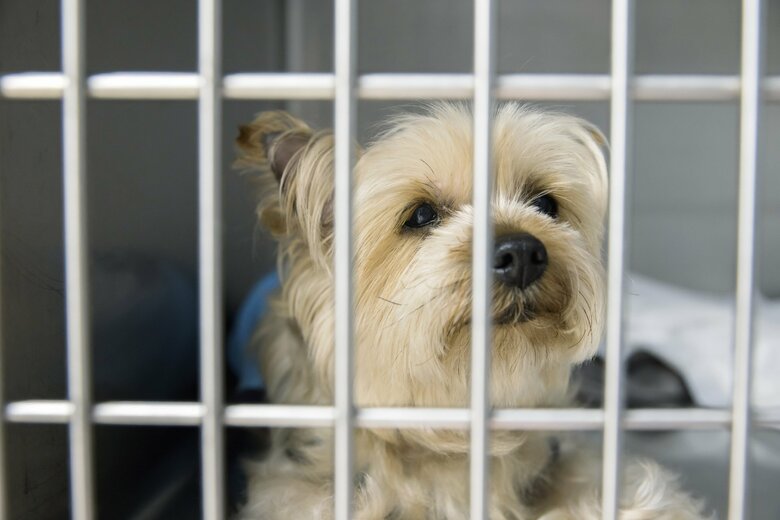 ペットホテルに預けることも非常時の選択肢（画像はイメージ）