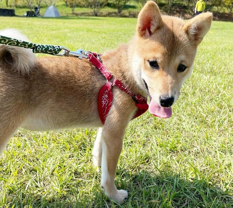 今では散歩が大好き