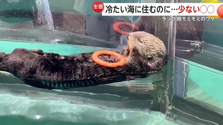 お気に入りのおもちゃをおなかに乗せて、顔をモミモミするラッコのリロくん