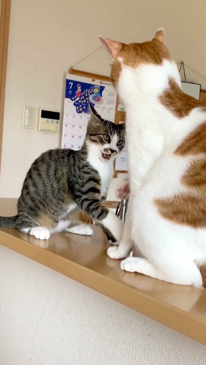 もう一回挑もうとする大三くんだが…