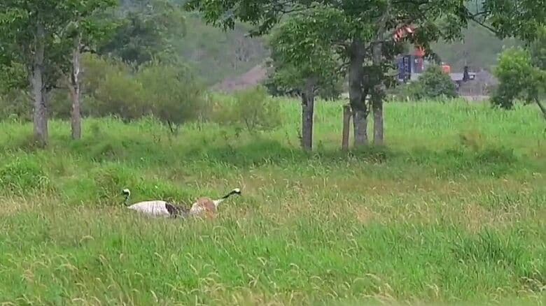 タンチョウの親子の背後ではダンプカーが…（提供：猛禽類医学研究所）
