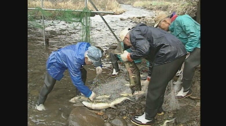 網には多くのサケ（1991年）