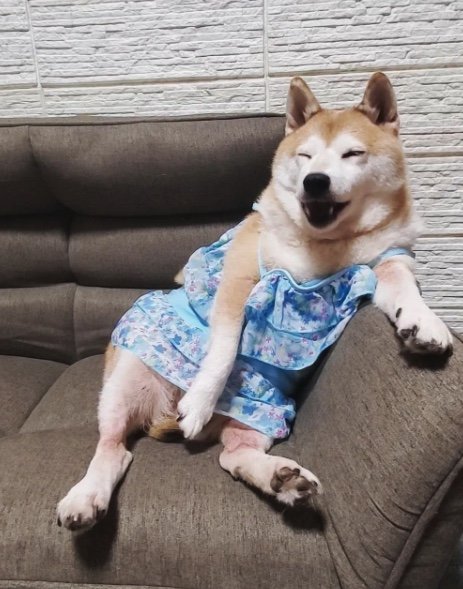 提供：柴犬ななさん