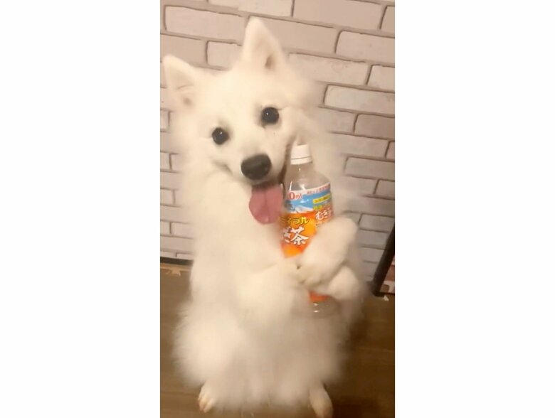 提供：ぽぽさん