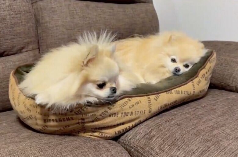 左：クララちゃん　右：マリンちゃん（提供：愉快な3姉妹ポメラニアンちゃんねるさん）