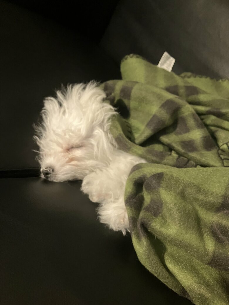 提供：白く、柔らかな犬さん