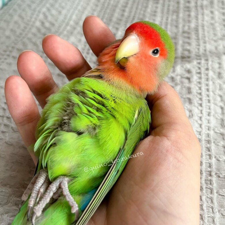 手のひらにごろん