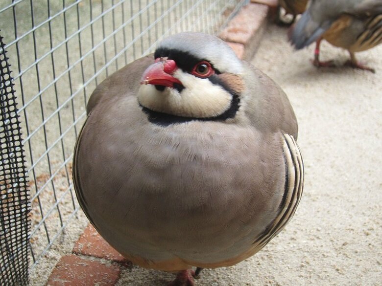 丸いフォルム（提供：松江フォーゲルパーク）