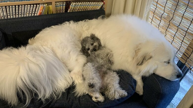 シュシュちゃんとトイプードルのビビちゃん