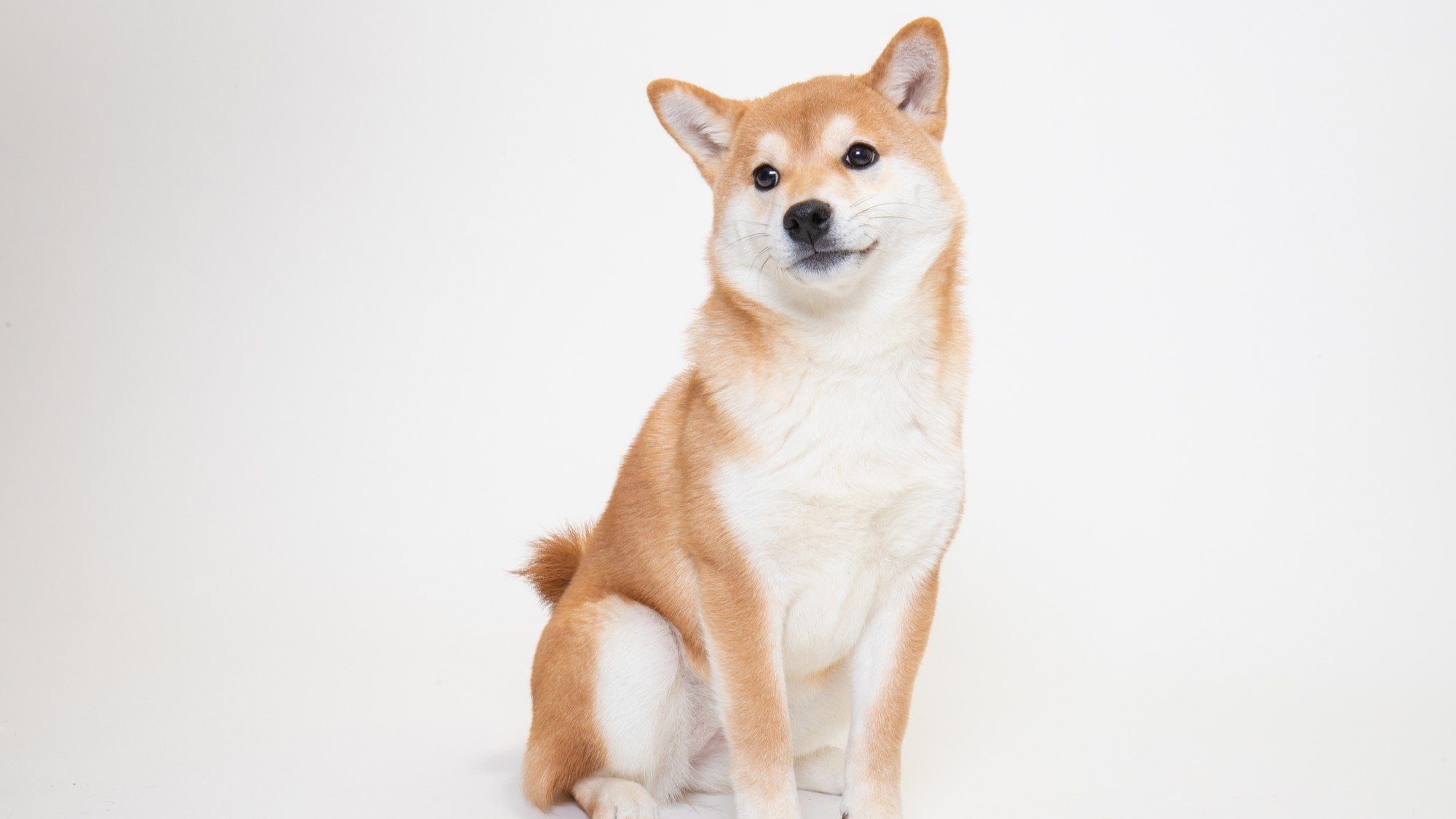 【犬の防災】避難所にはワクチン証明書を持参！離れても再会できるかは身元表示次第…震災の教訓から飼い主が備えておきたいこと