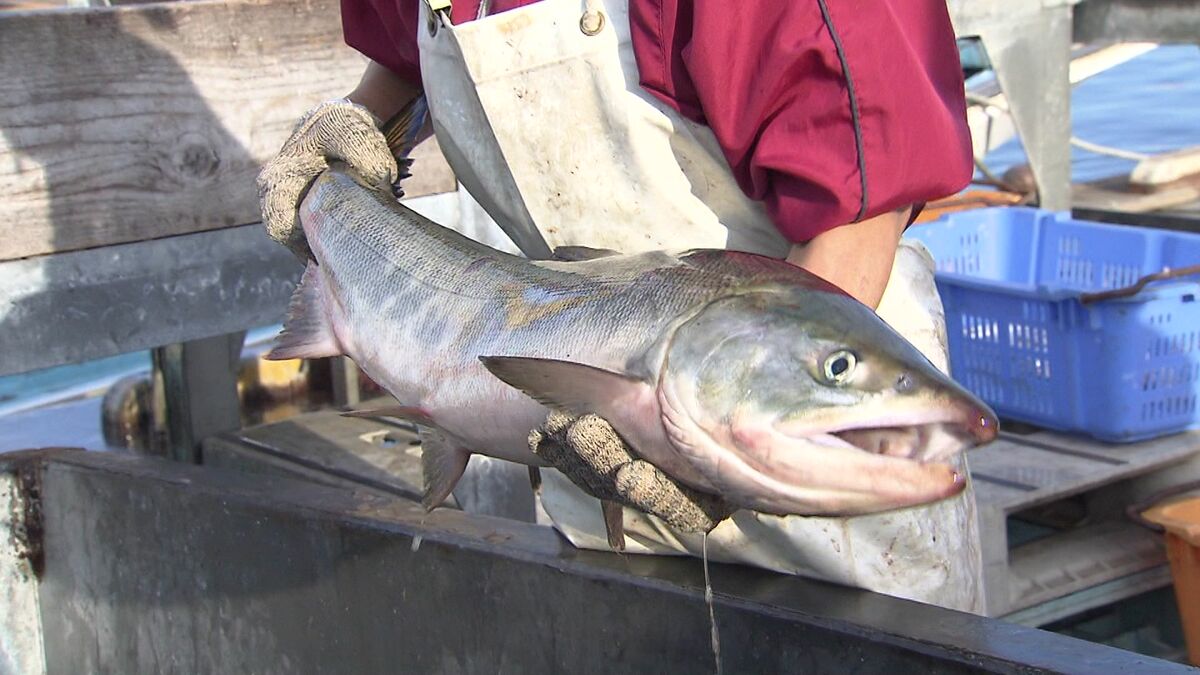 朝市はお得】秋サケの水揚げ始まり石狩市の朝市にもサケが―メスには