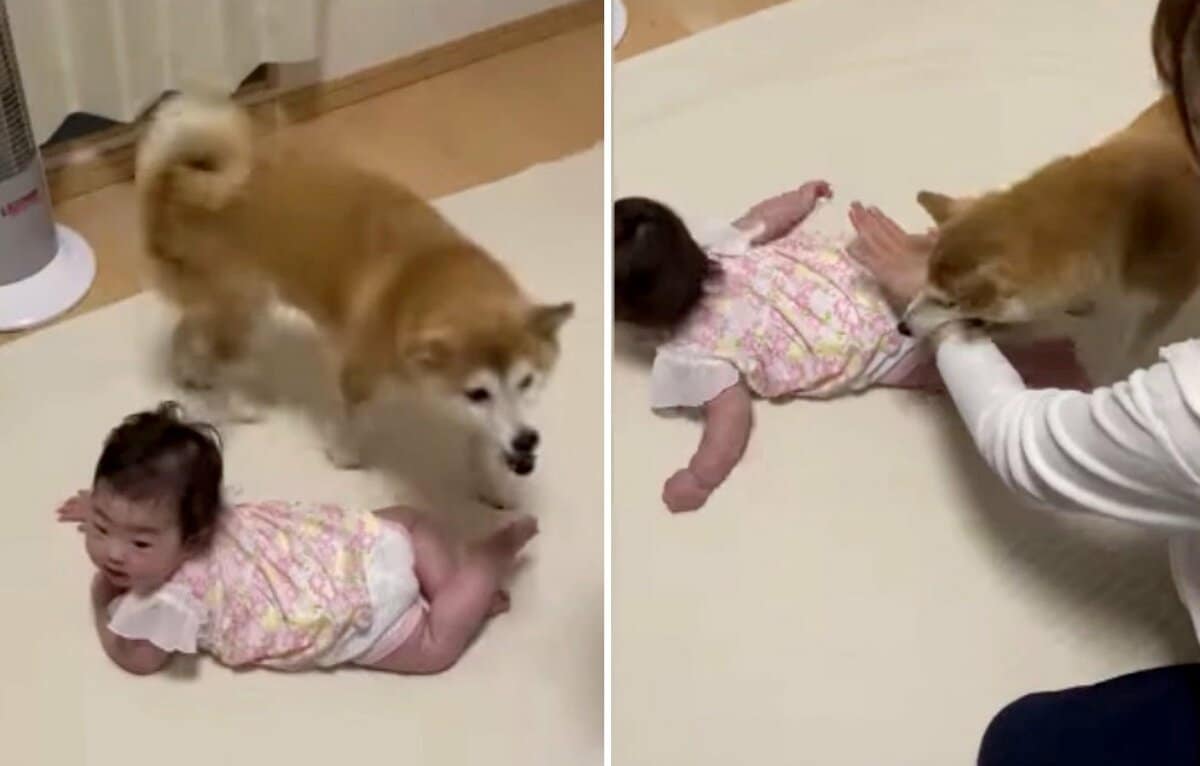 叩いちゃダメ 赤ちゃんのお尻ペンペンを阻止 急いで助けに来る お姉ちゃん 柴犬にほっこり Fnnプライムオンライン