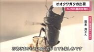 「森の黒いダイヤ」オオクワガタの出荷始まる　70ミリ超には数万円の値が付くことも　オス120匹・メス100匹を販売へ　京都・福知山市