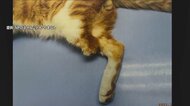“足のない猫”相次ぎ発見 「トラバサミ」使った犯行か　原則使用禁止の“わな”がなぜ…1年半で7匹が被害