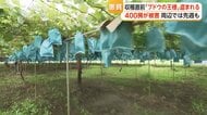 「ただ残念…むなしい」収穫直前の巨峰400房盗まれる　一晩で犯行か　周辺でシャインマスカットの窃盗相次ぐ　栃木