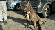 “悪魔の犬”「アメリカンブリーXL」めぐりイギリスで議論 規制すべきは犬なのか、人なのか
