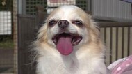 大型犬に顔をペロペロ…匂いをクンクン　小さい体で物怖じしないチワワのてんちゃんはドッグランの人気者
