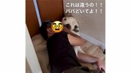 「浮気じゃないよ!」パパとのイチャイチャをママに見つかりハスキー犬が大慌て…普段の関係性を聞いた