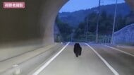 【独自】「これはやばいなと」トンネルを駆け抜けるクマ　カメラが捉える　広島市安佐北区で目撃情報相次ぐ