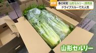 「山形セルリー」ドライブスルー販売会　山形・山形市