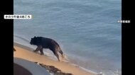 日本三景・天橋立にクマが出没　警察の爆竹作戦も“突破”し宿泊施設の敷地に逃げ込む　海外では“違法”エサやりをして襲われた人も