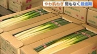まもなく旬！甘み増す“やわ肌ねぎ”の目合わせ会「ネギをたっぷり入れた鍋食べて」新潟・西区