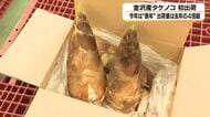 今年は豊作”表年”　出荷量は去年の４倍超　金沢産タケノコ初出荷