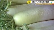 真夏並みの暑さの中…小松市で「春大根」の出荷始まる