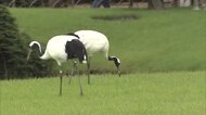 名園の大空に舞うタンチョウ　秋の行楽シーズンにあわせ岡山後楽園で園内散策はじまる（岡山市）