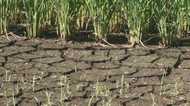 “猛暑”列島で深刻化する水不足…今後の降水量と影響は?