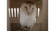 迷子のメンフクロウか 学校で弱った状態で見つかり保護 静岡市