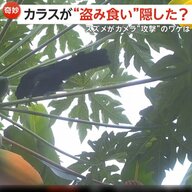 “盗み食い”隠そうと？パパイアついばむカラスが監視カメラの向き変える、カメラを敵視するスズメ？何度もレンズにガンをつける理由　沖縄・群馬