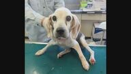 老犬捨てる人が増加…保護して16匹看取ってきた代表「飼い主に見せたい。最期までこんな立派に生きたよと」