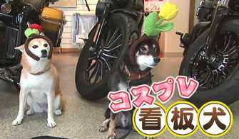 一時は絶滅の危機 山陰柴犬 に赤ちゃん誕生 コスプレ柴犬はお店の 看板犬 に