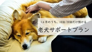 コロナ禍での『老犬ホーム』の在り方~THEケネルズ東京の老犬サポートプラン誕生~