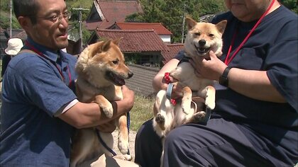 SNSで話題　かわいすぎる“奇跡の一枚”きょうだい犬が“奇跡の再会”　「山陰柴犬」約50匹が鳥取に集合