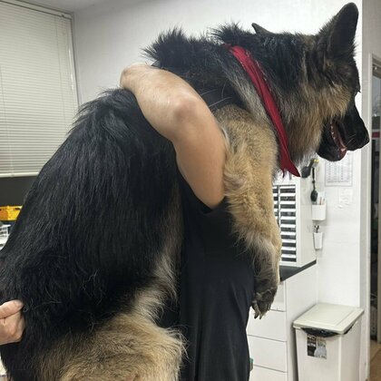 「注射が怖い」体重30kgの大きな体で飼い主に抱きつく姿が必死…他に怖いものはあるのか聞いた