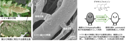 【摂南大学】トマトの病原菌を食べる菌を発見