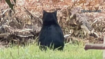 「クマさんがいる」散歩中の園児が目撃　保育施設の職員が撮影した写真には背中を向けたクマらしき動物　　