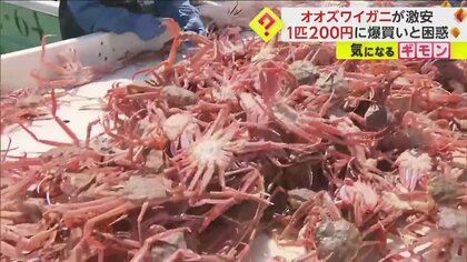 【オオズワイガニが激安に】直売所で1匹200円　大量発生に漁協側困惑「本来タコやボタンエビを…」　北海道・えりも町