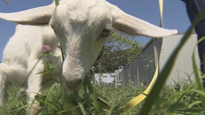 名前は“草取正雄”　ヤギ人気上昇中「草刈り代行」3カ月3000円のレンタルは順番待ち　エコ除草、心の癒やしにも