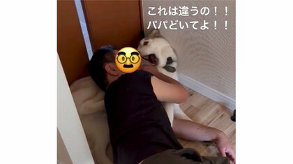 「浮気じゃないよ！」パパとのイチャイチャをママに見つかりハスキー犬が大慌て…普段の関係性を聞いた