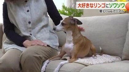 スラリ体型だけど…体重制限中　でも大好きなリンゴの香りにそわそわしちゃうワンコ　“イタグレ”のココちゃん　福井