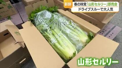 「山形セルリー」ドライブスルー販売会　山形・山形市