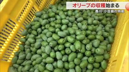 例年よりも大きな実に育ち「新漬けオリーブ」完成に期待　小豆島の農園でオリーブの実の収穫始まる【香川】