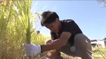 沖縄県の小中学生が福島で稲刈り初体験　「切った時に爽快感」　食や農業への理解深め　地元児童と交流