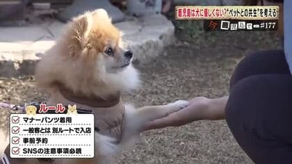 「鹿児島は犬に優しくない？」愛犬家190件アンケートで見えた“共生”の壁と改善のカギ