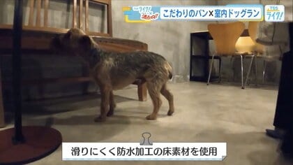 雨の日、愛犬の運動にピッタリ　“隠れ家”パン屋✖️室内ドッグランの意外な組み合わせ　飼い主同士の交流も【広島発】