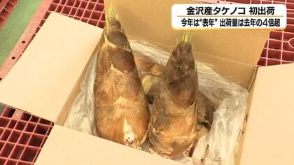 今年は豊作”表年”　出荷量は去年の４倍超　金沢産タケノコ初出荷