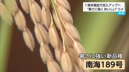 宮崎県総合農業試験場が開発　次世代のエースに　暑さに強いコメ「南海１８９号」